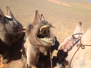 Angry Camel